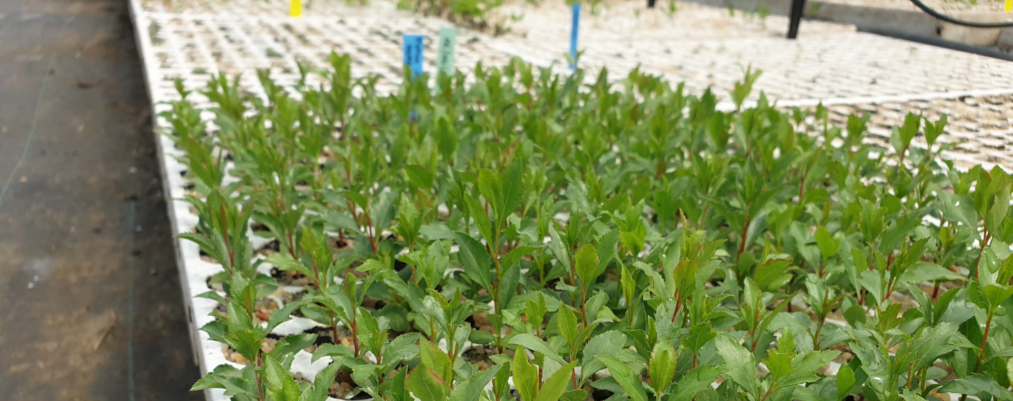 Réseau Haies France - plants