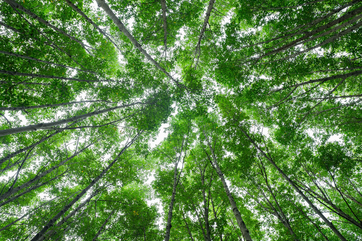 Gestion / optimisation des énergies